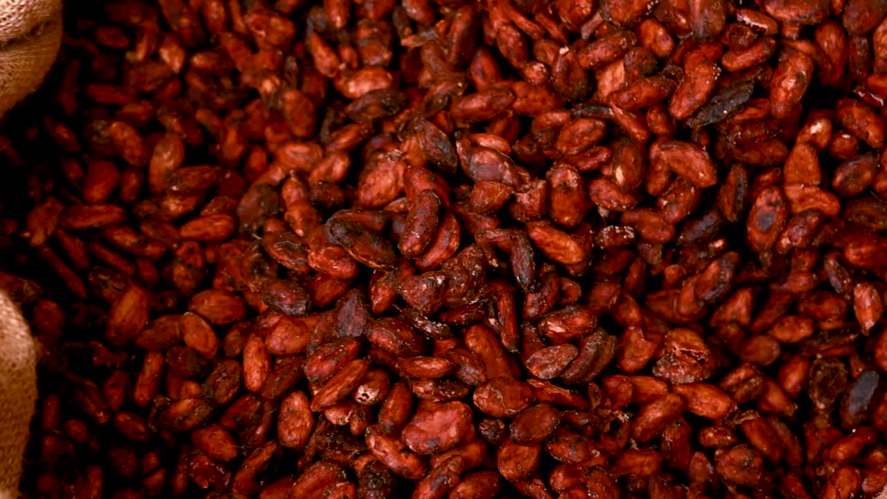 Dried Cocoa Beans