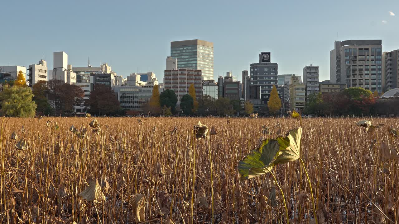 A wide view of Shinobazu Pond in Ueno Park, Tokyo, featuring dry lotus reeds in the foreground and the city skyline under a clear sky.