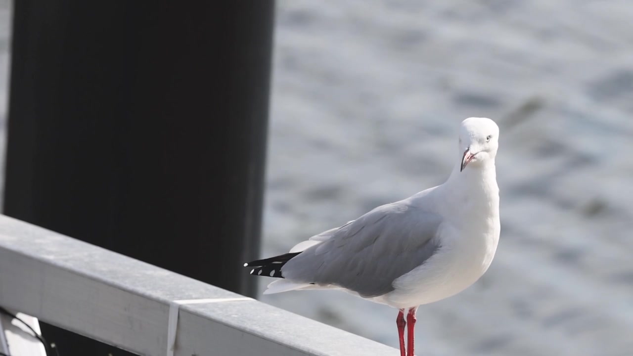 En hvid og grå måge står opmærksomt på et metalgelænder på en mole over glitrende vand.