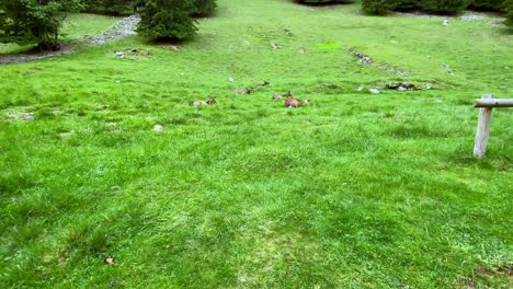 european fallow deer resting on the gren field at parc de merlet in les houches, chamonix, france