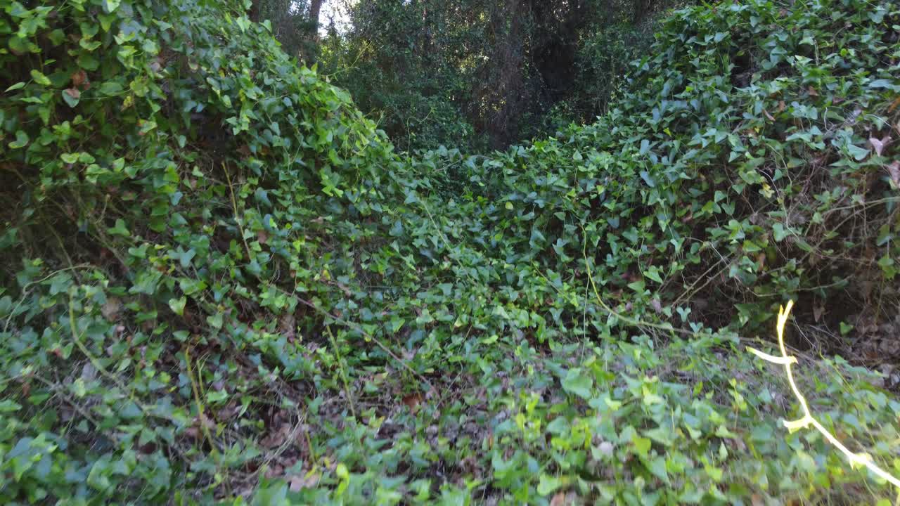 4K Low-Altitude Drone Flight Through Lush Mediterranean Forest with Vibrant Vegetation in Spain