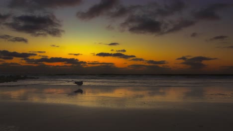 Reisehintergrund,-Eine-Einzelne-Möwe-Vor-Dem-Offenen-Meer-Am-Strand-Bei-Sonnenuntergang