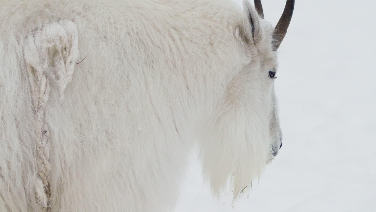 Nærbilde av fjellgeit som går på snødekt landskap i Yukon, Canada