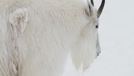 close up of mountain goat walking on snowy landscape of yukon, canada
