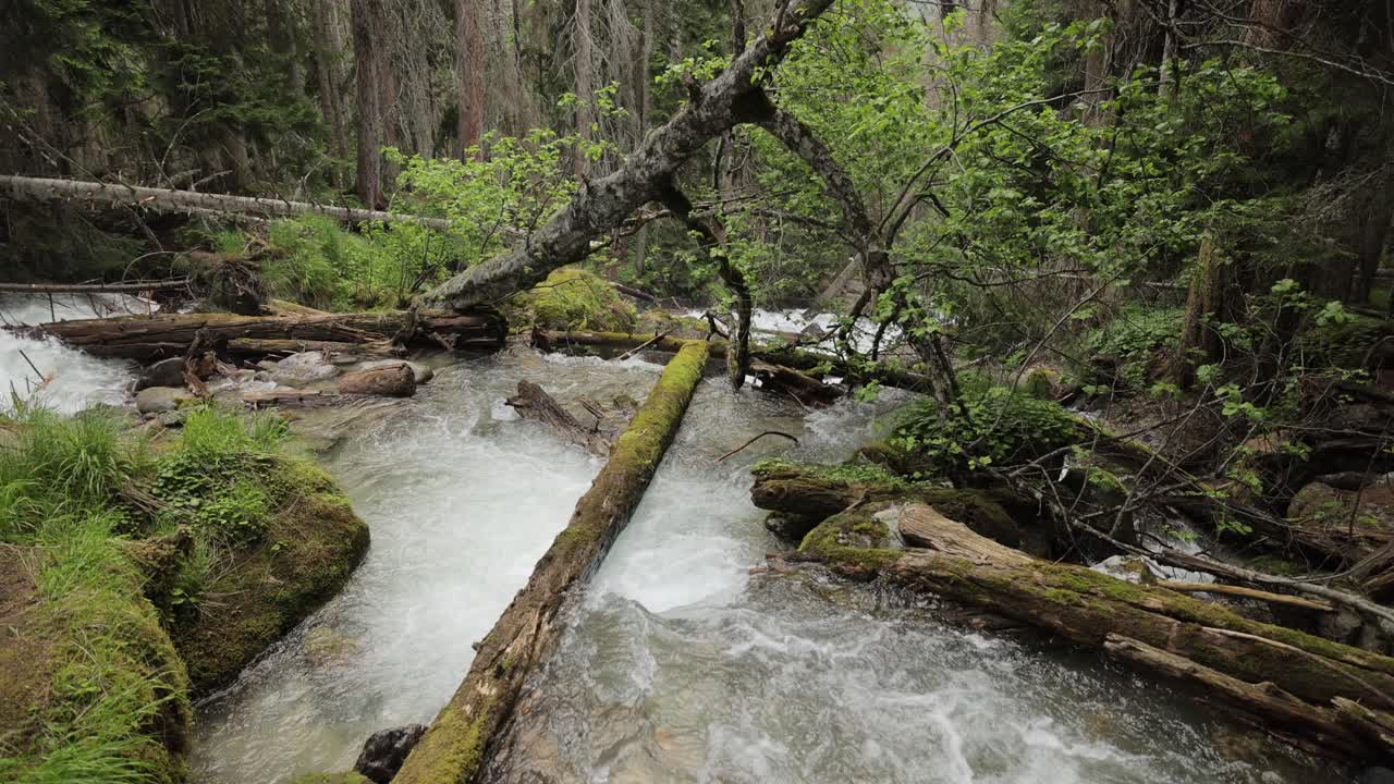 río de montaña en el bosque en cámara lenta. hermoso paisaje de vida silvestre.
