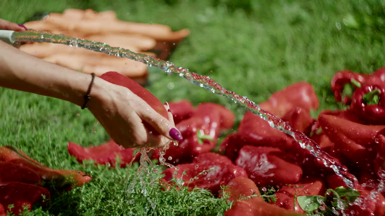 Side close-up of female hands watering red peppers on lawn with hose