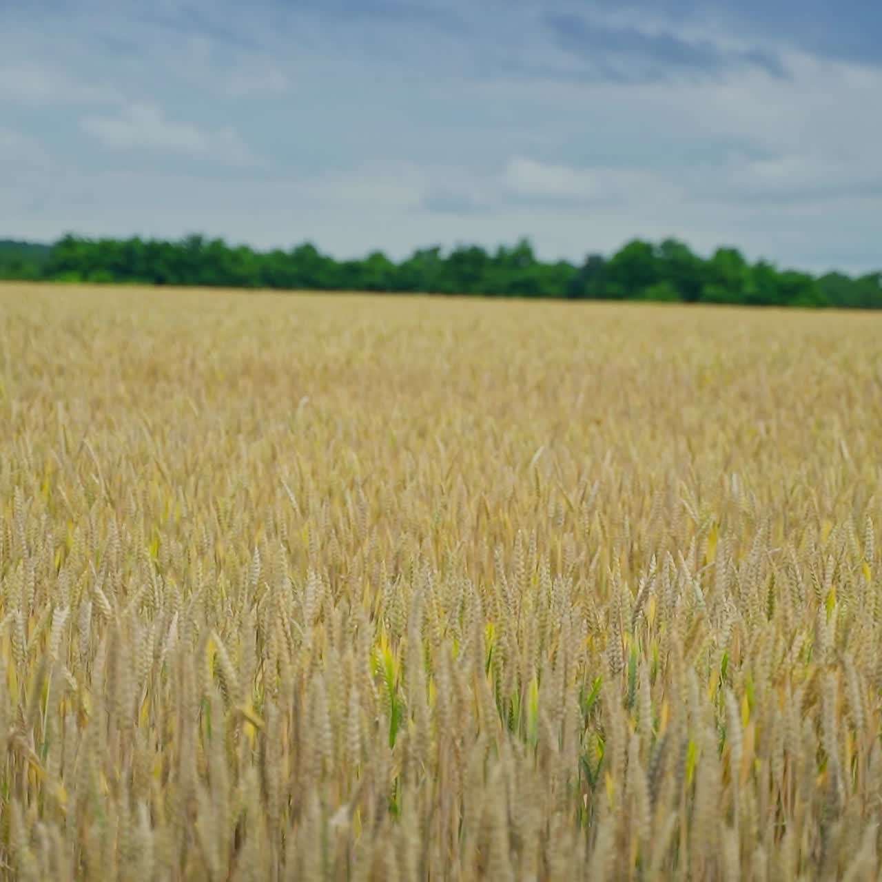 Happy boy in wheat. Teenage boy in straw hat standing in the middle of yellow field and falling into it. Child among nature in farmland.