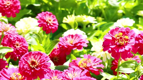 zinnias vibrantes floreciendo en un jardín soleado