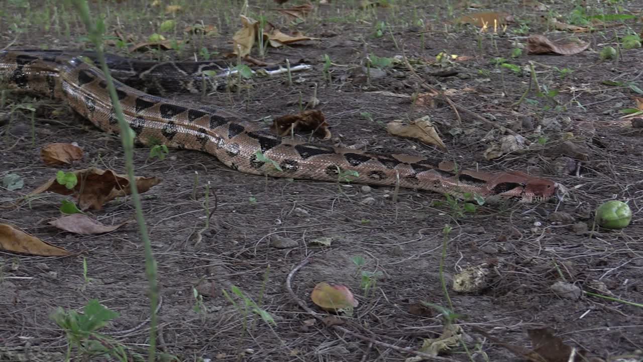 Boa constrictor, Mazacuata huge specimen moves crawling on the ground and is seen complete
