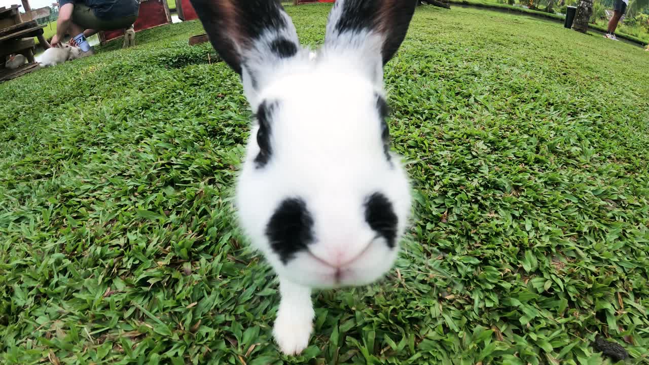 Young And Domesticated Bunnies Socializing With Humans And Their Environment- Philippines. Handheld