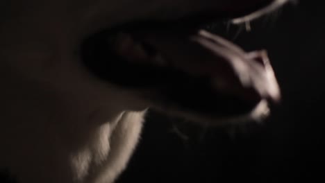 white dog anticipating something, then breathing, swallowing and listening.