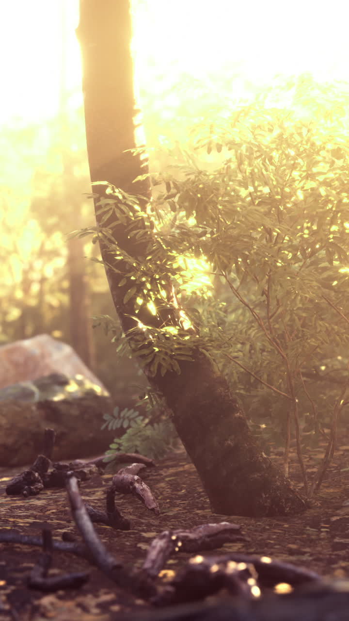 Warm golden rays illuminate a serene forest path in early morning light