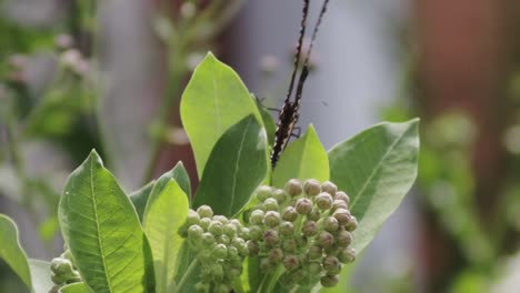 Close-up-shot-of-a-Monarch-Butterfly-walking-on-a-plant,-spreading-its-wings