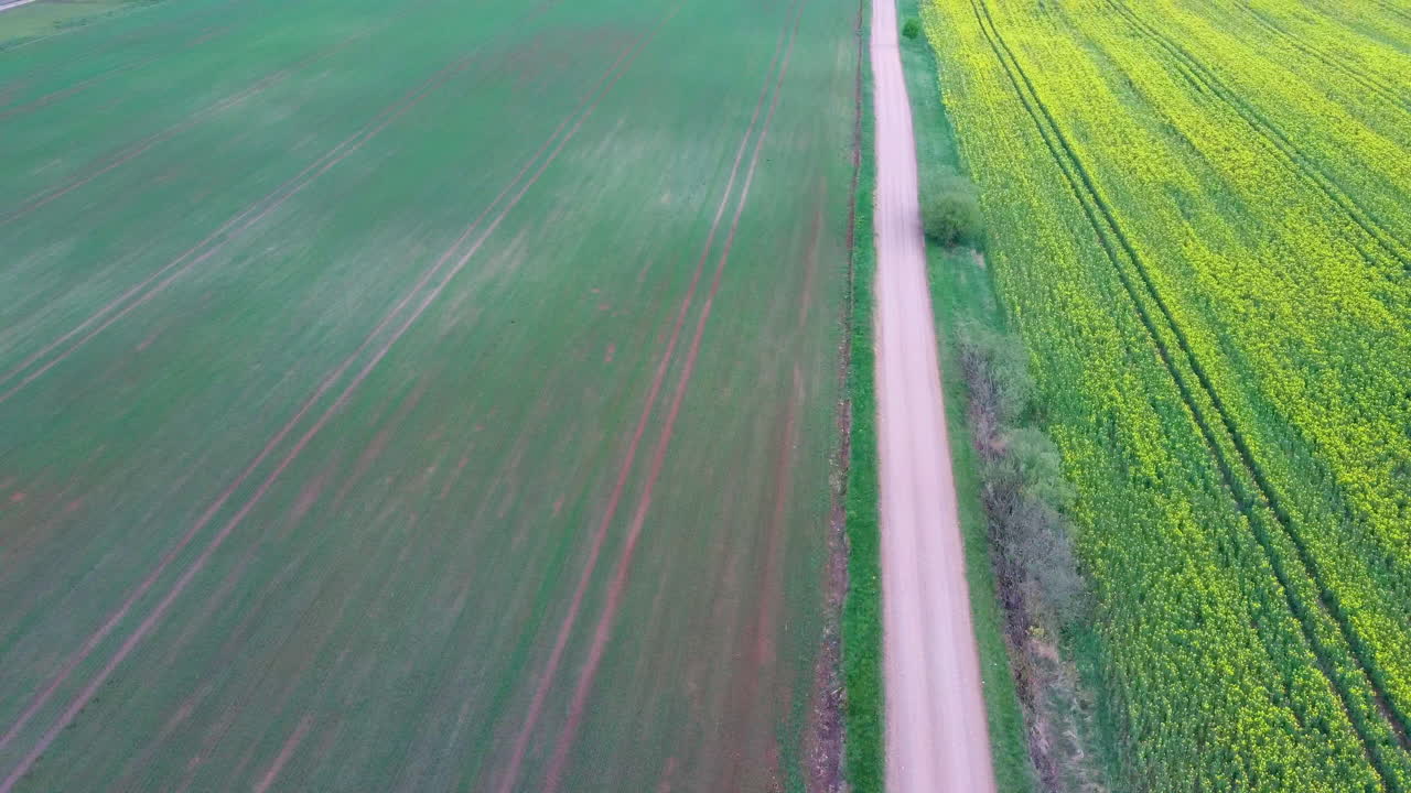 vuelo sobre el campo con flores de canola en flor y camino rural