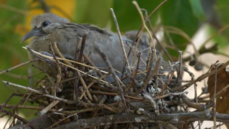 Grauer-Vogel,-Der-In-Einem-Schäbigen-Nest-Aus-Zweigen-Ruht,-Nahaufnahme