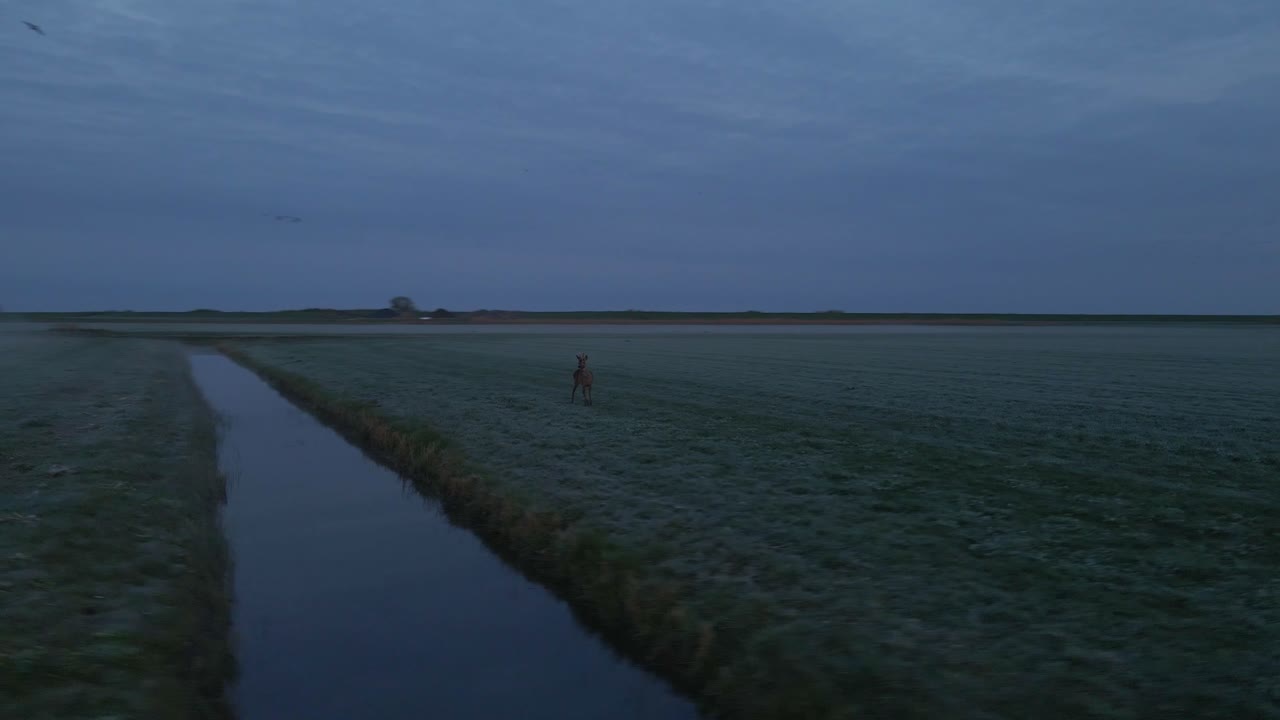 Deer roaming serene meadow at dawn, aerial view, peaceful scene, Piaam, Friesland