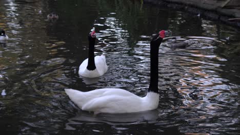 a couple of black-necked swans swimming and calling in a pond together with ducks