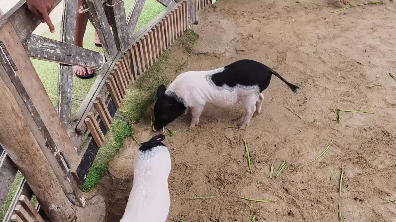 농장에서의 돼지