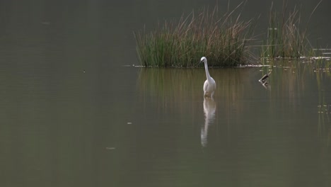garceta, egretta garzetta, tailandia