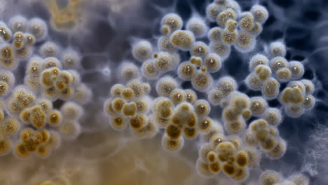 microscopic organisms or cellular structures
