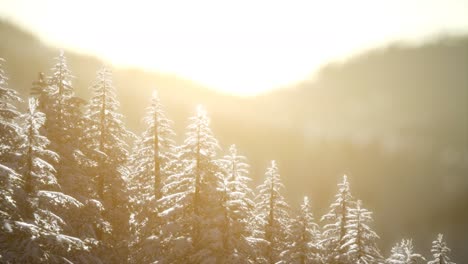 산의 숲에서 화려한 크리스마스 장면. 다채로운 겨울 해가 뜨는