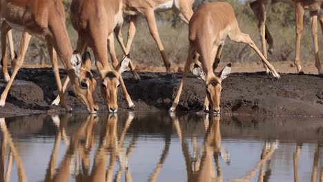 una manada de impalas bebiendo salta de miedo en un pozo de agua en la reserva de caza de mashatu, botswana