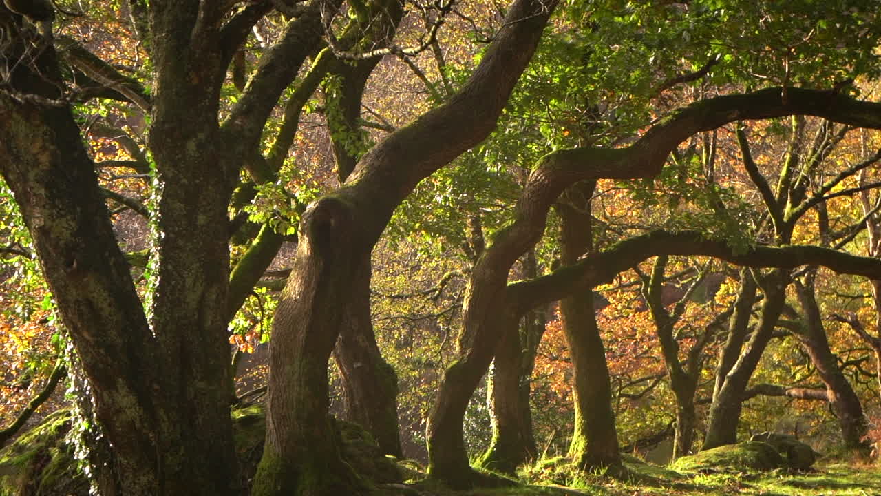 árboles de roble antiguos en otoño en la luz dorada