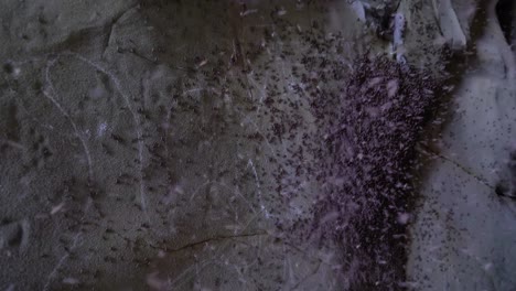 un enjambre de moscas de arena dentro de una cueva oscura vuela en un enjambre