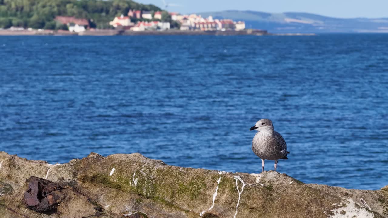 Måge siddende på mosbeklædt sten ved blåt hav, fjerntliggende landsby, klart dagslys, statisk kamera