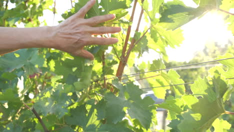 Mano-De-Mujer-En-Planta-De-Agricultura-De-Viñedo-Verde-En-Verano