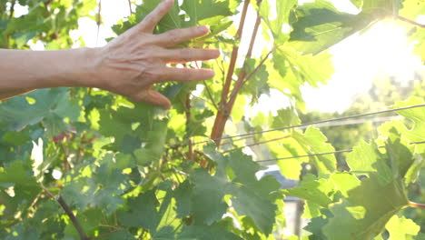 la mano de la mujer en la planta agrícola de viñedos verdes en verano.