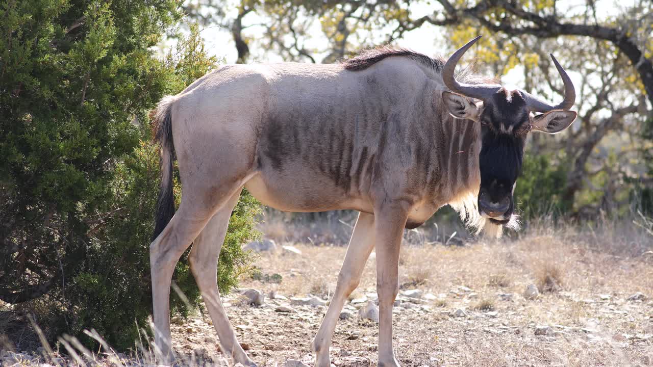 Wildebeest Standing On The Field On A Sunny Day In Savannah Of South Africa