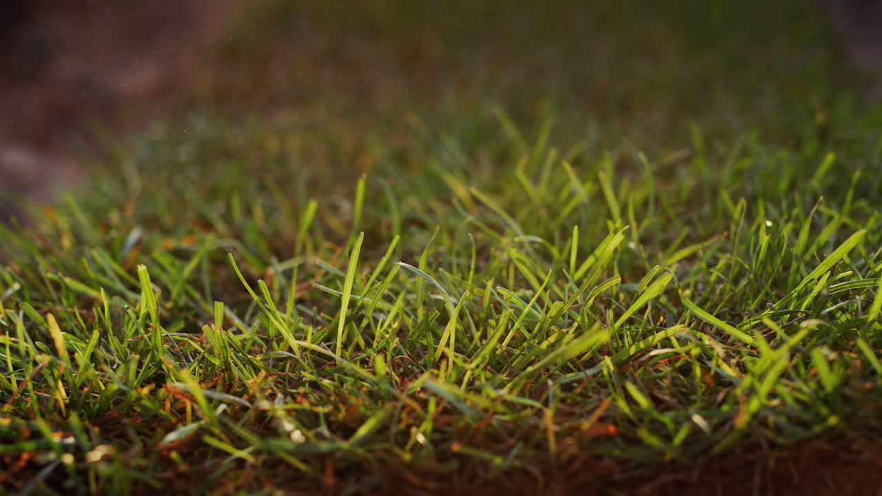 un rollo de rodillos de césped vivos, listos para plantar hacia la cámara