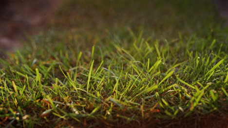 un rollo de rodillos de césped vivos, listos para plantar hacia la cámara