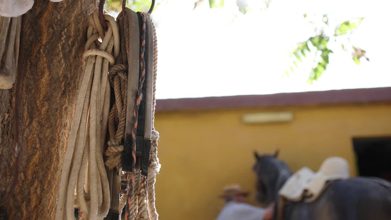 Finimenti rustici per cavalli appesi a un albero con un uomo che prepara il cavallo