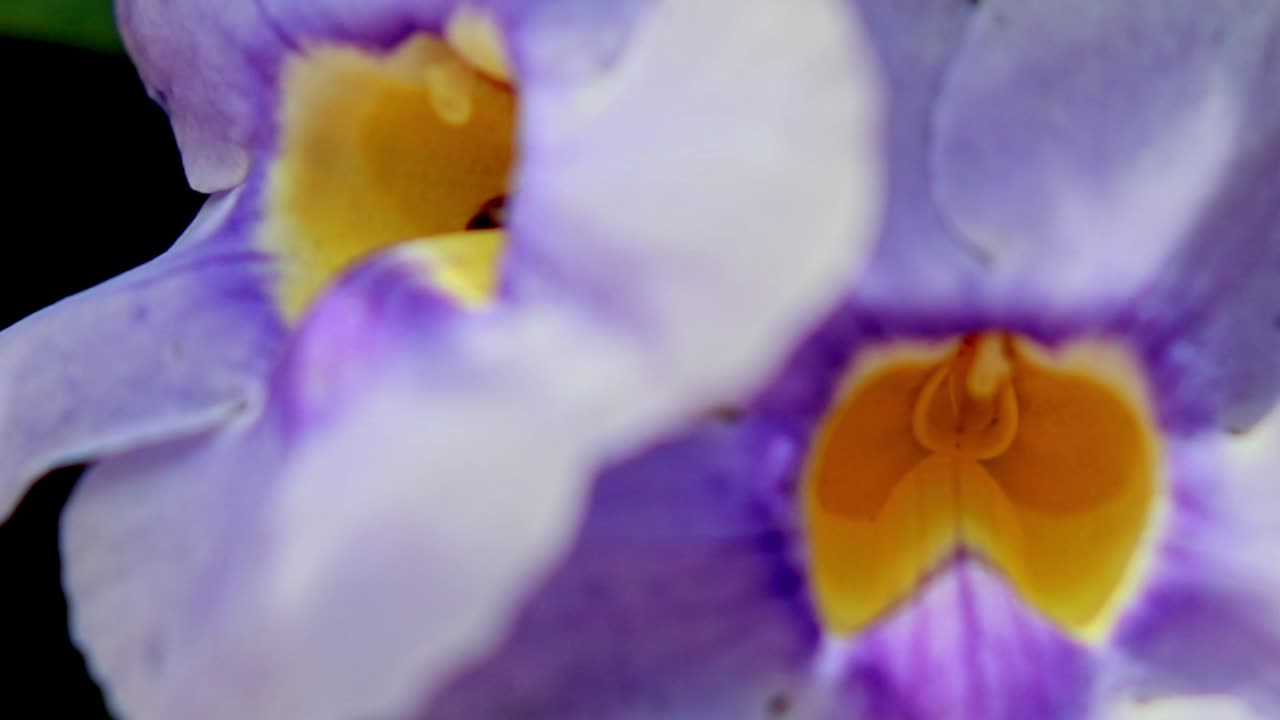 la avispa es atraída al santuario interior de la flor por el néctar dentro