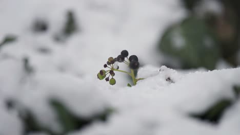 Efeubeeren-Bedeckt-Mit-Der-Leichten-Schneedecke