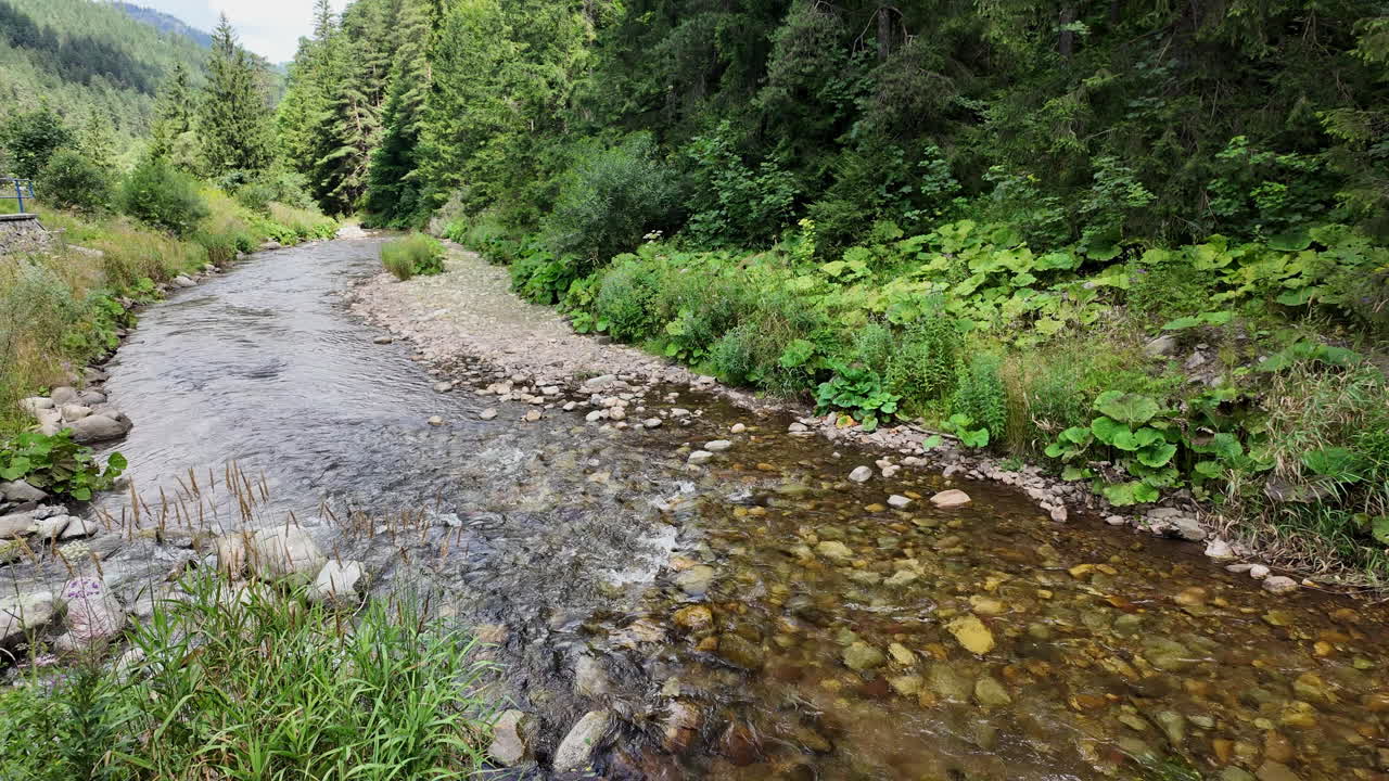 Fredfyldt skovbæk med stenet bund