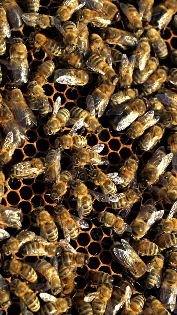 Busy bees working their hive feeding and maintaining the comb. A lot of bees amassed and swarming together on surface. Close-up Vertical video