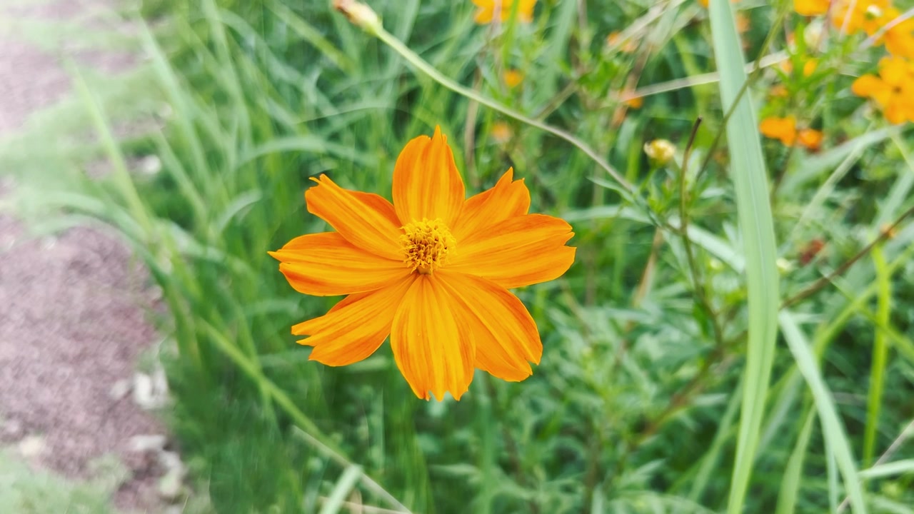 Fiore di Cosmos arancione vivace in fiore in un rigoglioso giardino verde