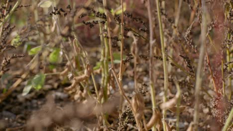 mature organic soy bean plants on field ready for harvest