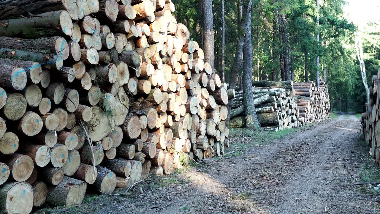 una vista de enormes pilas de troncos.