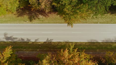 aerial autumn street view - top shot drone footage zooming out at a straight road, leading through a forest framed by fall colored trees at a sunny day