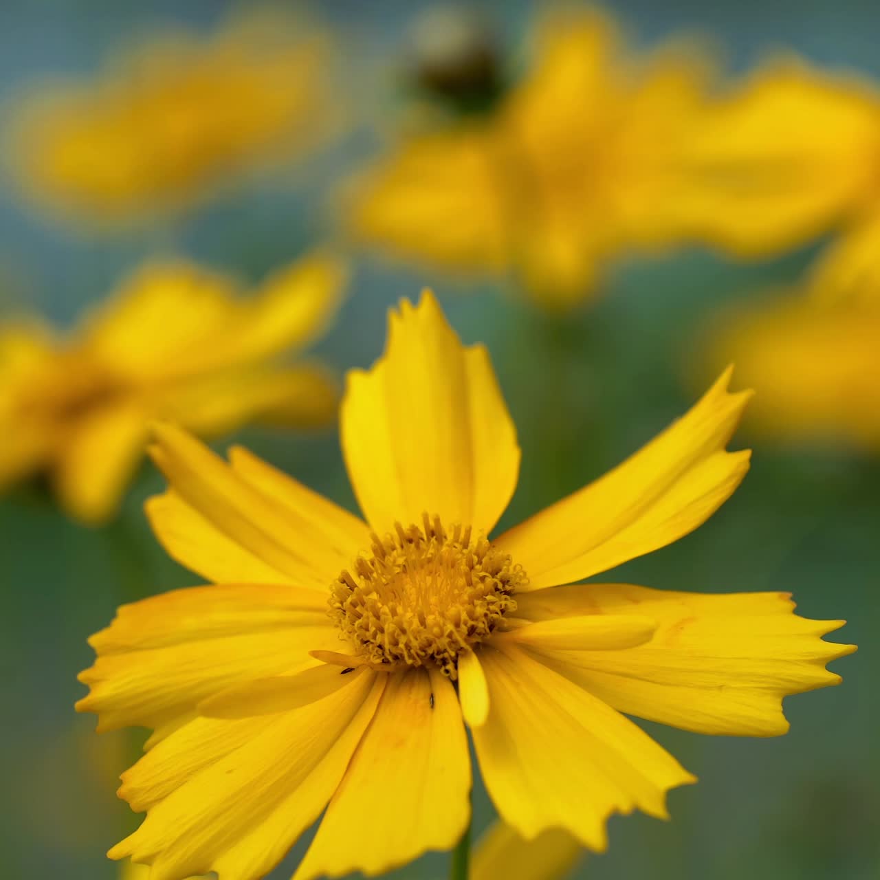 Yellow flowers in the garden. Spring flowers, outdoors