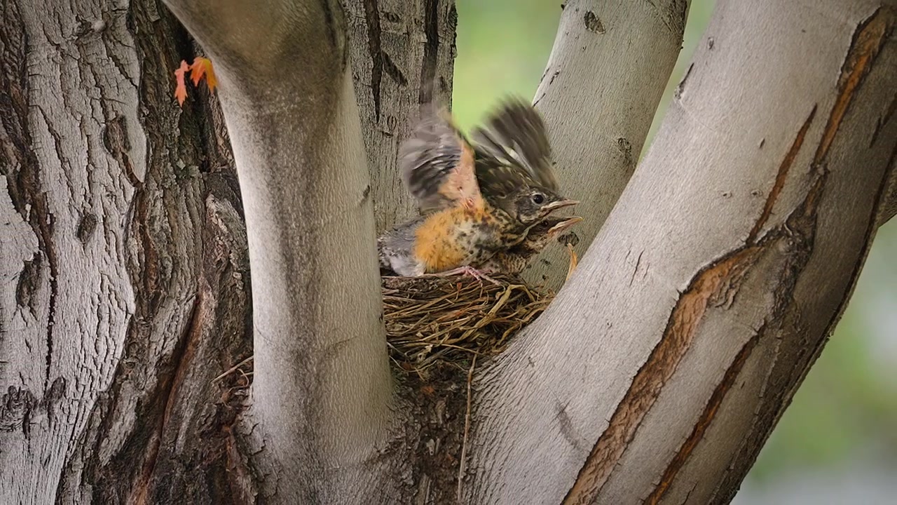 Pulcini di pettirosso americano in un nido che sbattono le ali, annidati in una biforcazione di un albero. - Inquadratura con zoom all'indietro.
