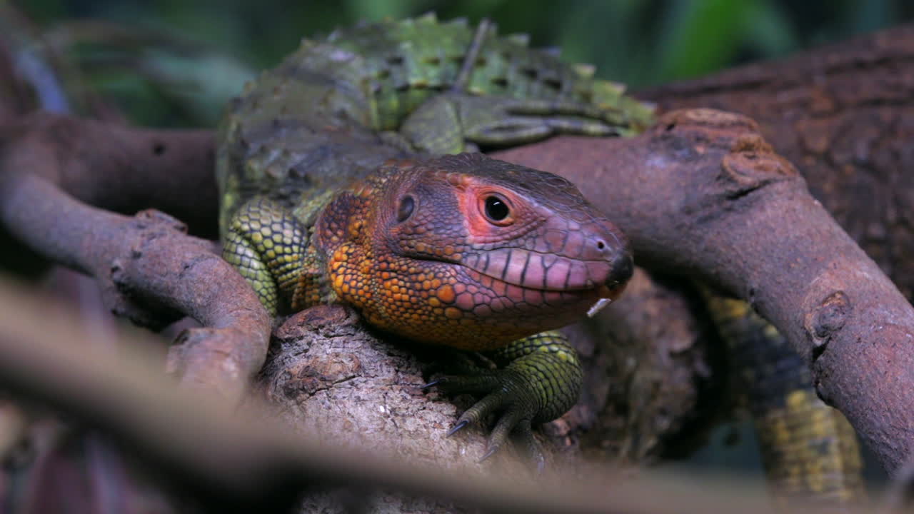 lengua pegajosa de lagarto caiman y tragando su saliva