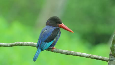 Von-Hinten-Schaut-Ein-Wunderschöner-Javanischer-Eisvogelvogel,-Der-Auf-Einem-Ast-Thront