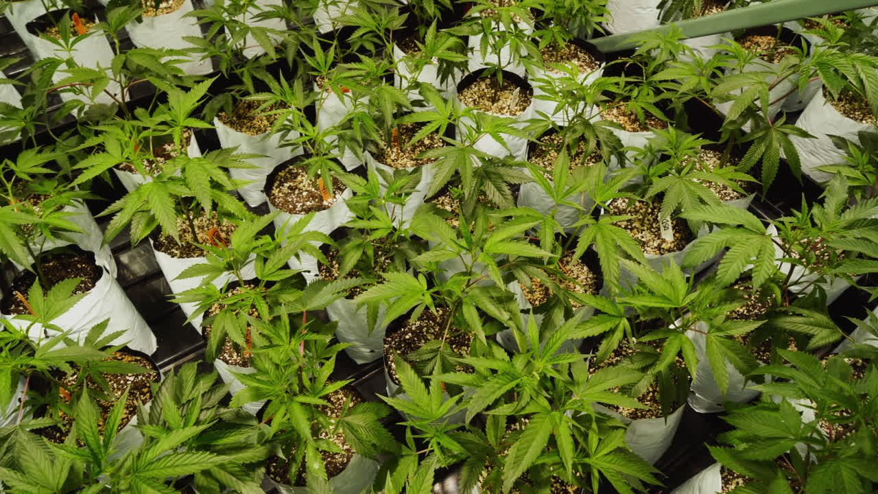 합법적인 수경 재배 작업에서 자라는 작은 마리화나 식물