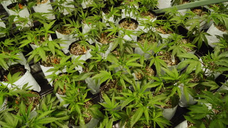 pequeñas plantas de marihuana que crecen en una operación de cultivo hidropónico legal