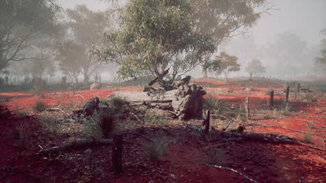 fog covered landscape with vibrant red earth and scattered trees at dawn